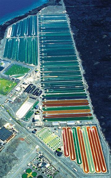 Cyanotech Spirulina Farm Hawaii